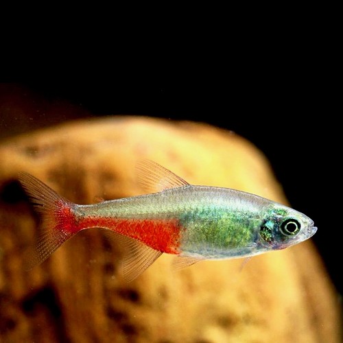 Aphyocharax rathbuni - Tetra rubis M